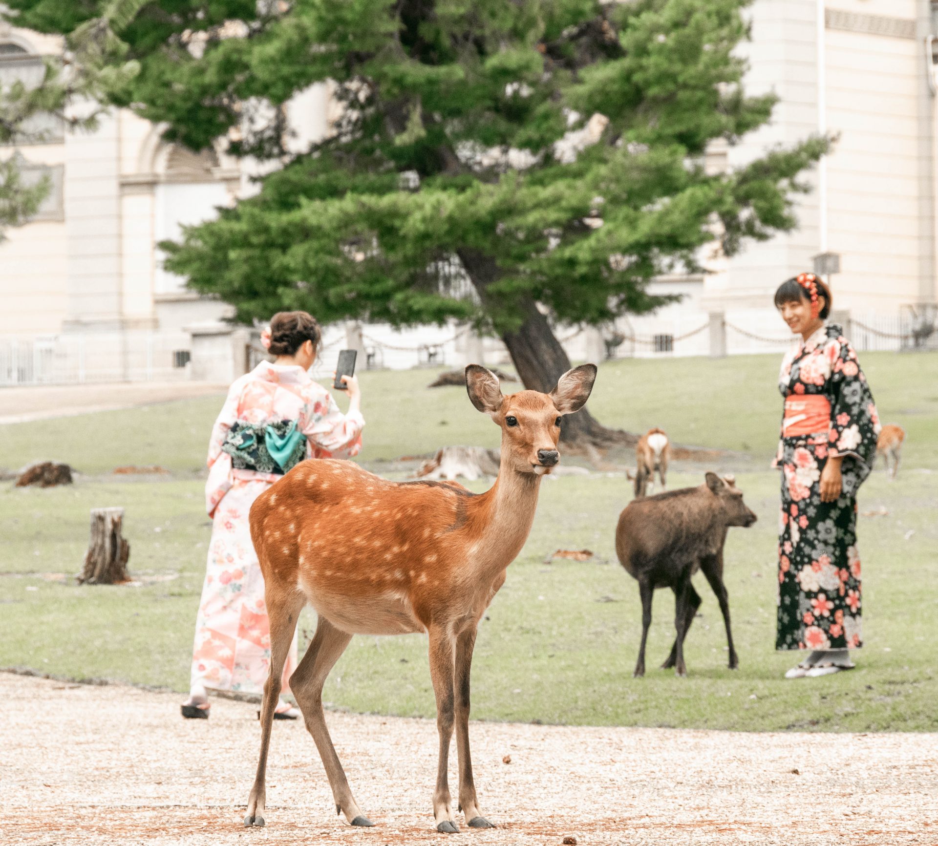 blog voyage famille japon